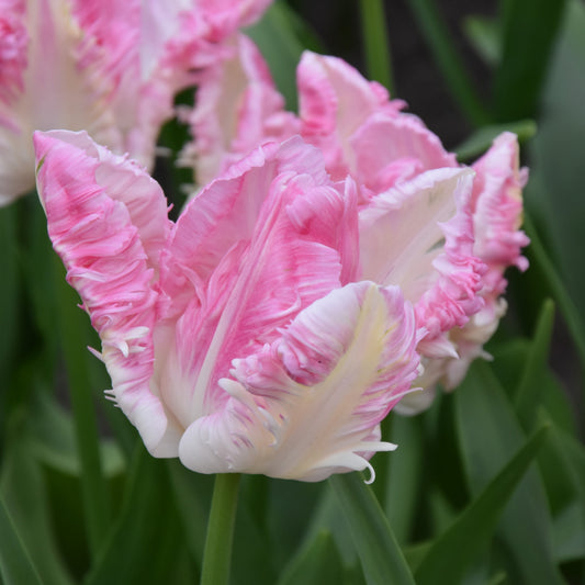 Tulipa Cabanna