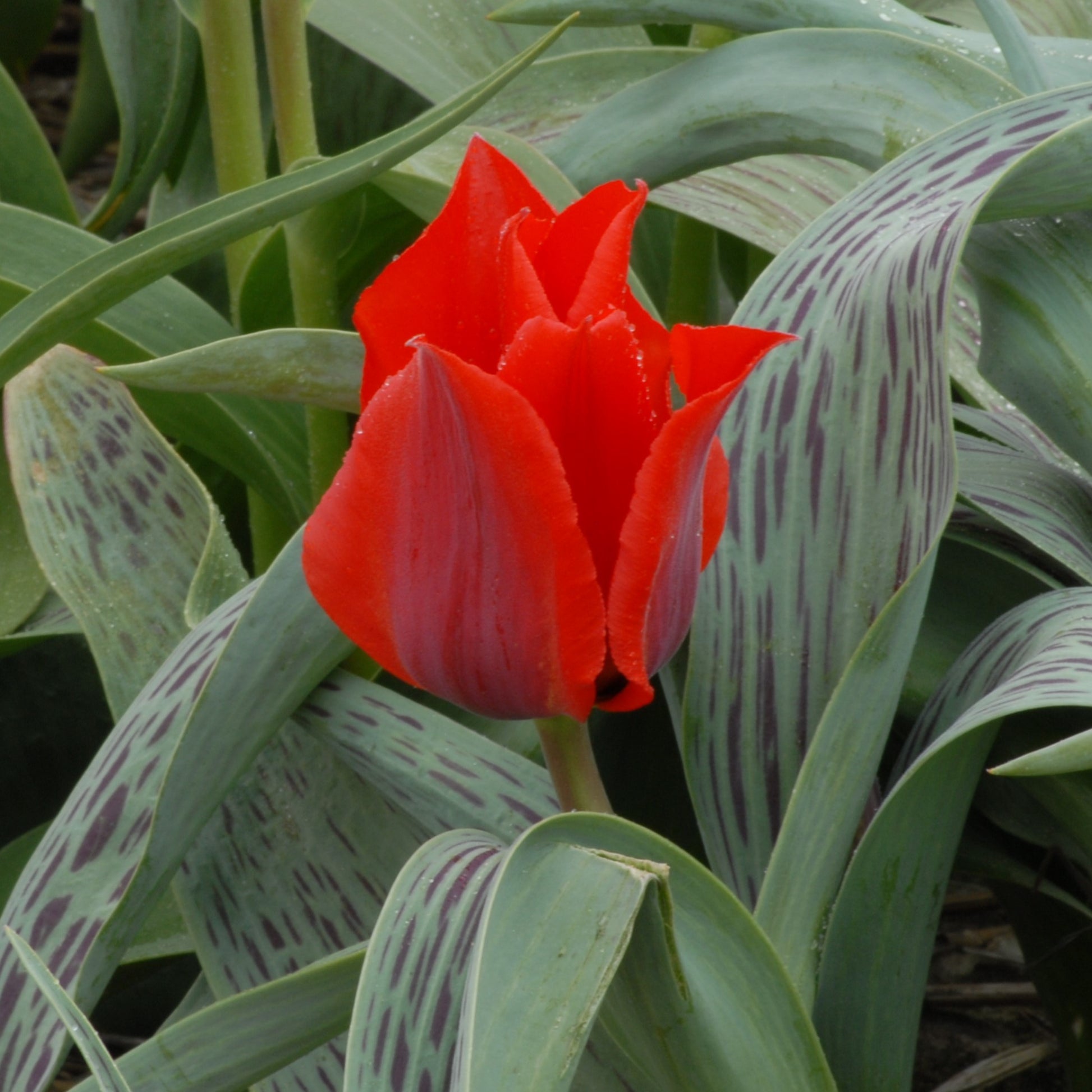 Tulipa Julius Caesar
