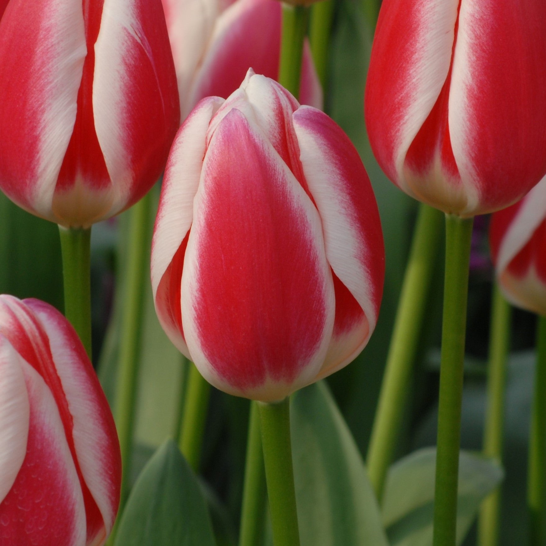 Tulipa Candy Apple Delight