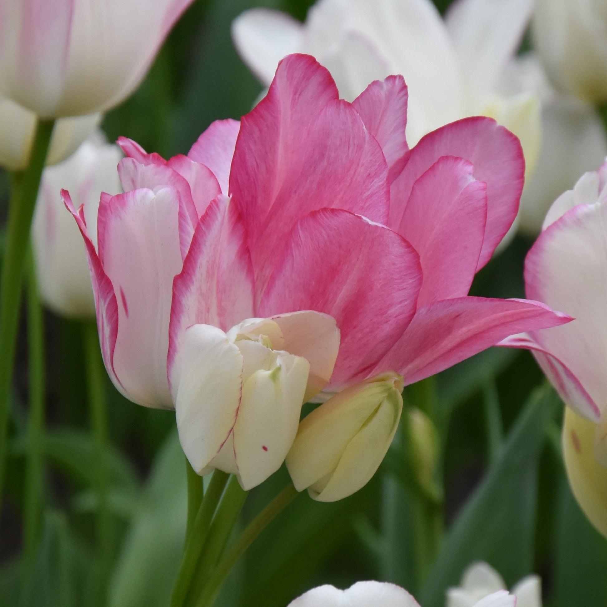 Tulipa Candy Club
