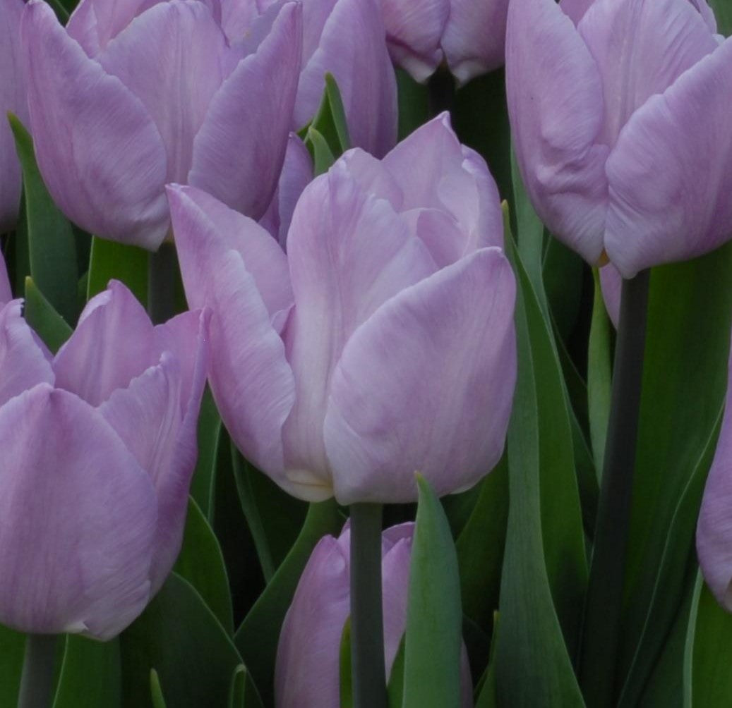 Tulipa Candy Prince