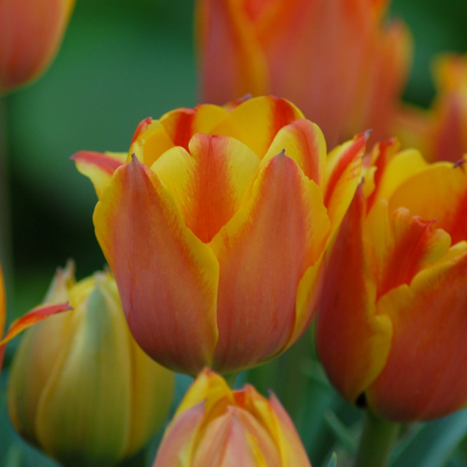 Tulipa Cape Cod