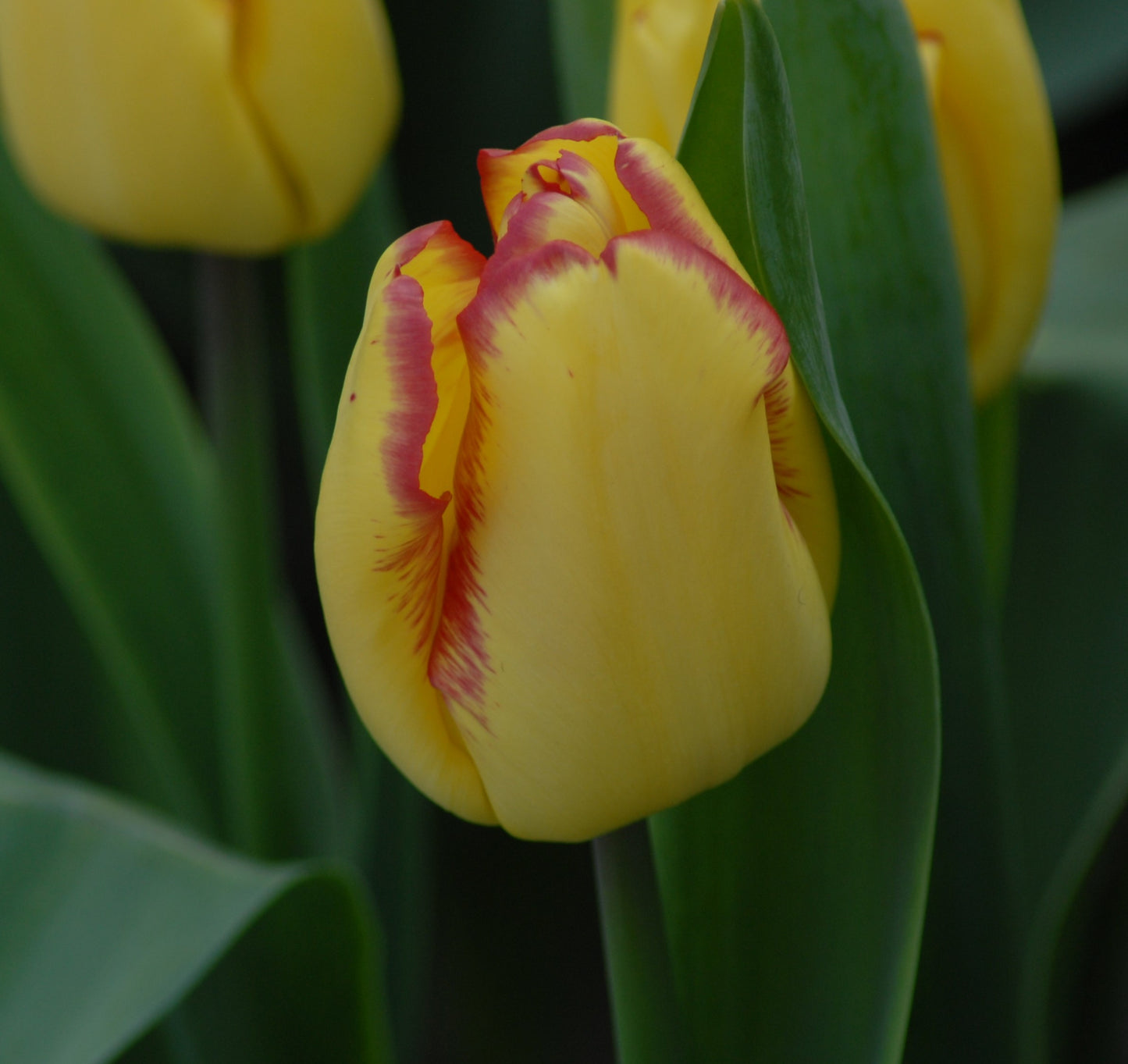 Tulipa Cape Town