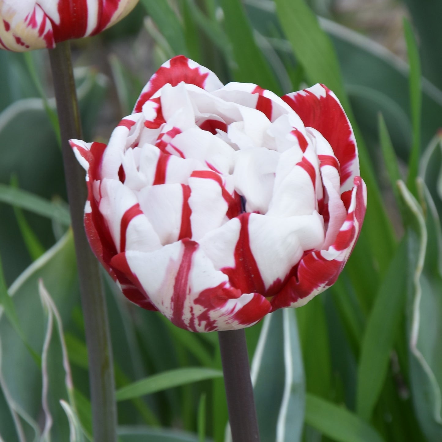 Tulipa Carnaval de Nice