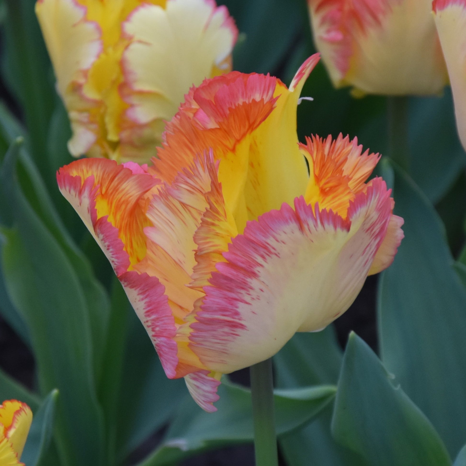 Tulipa Caribbean Parrot