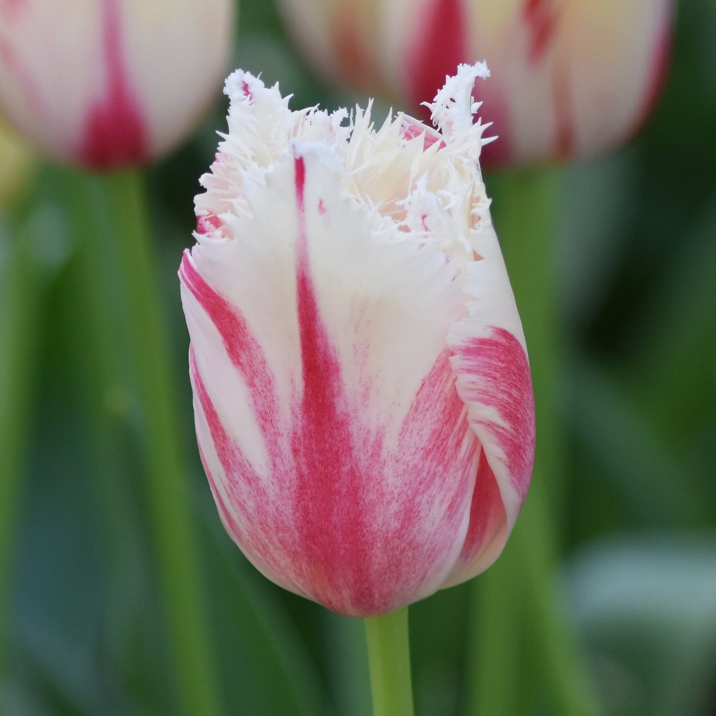 Tulipa Carousel