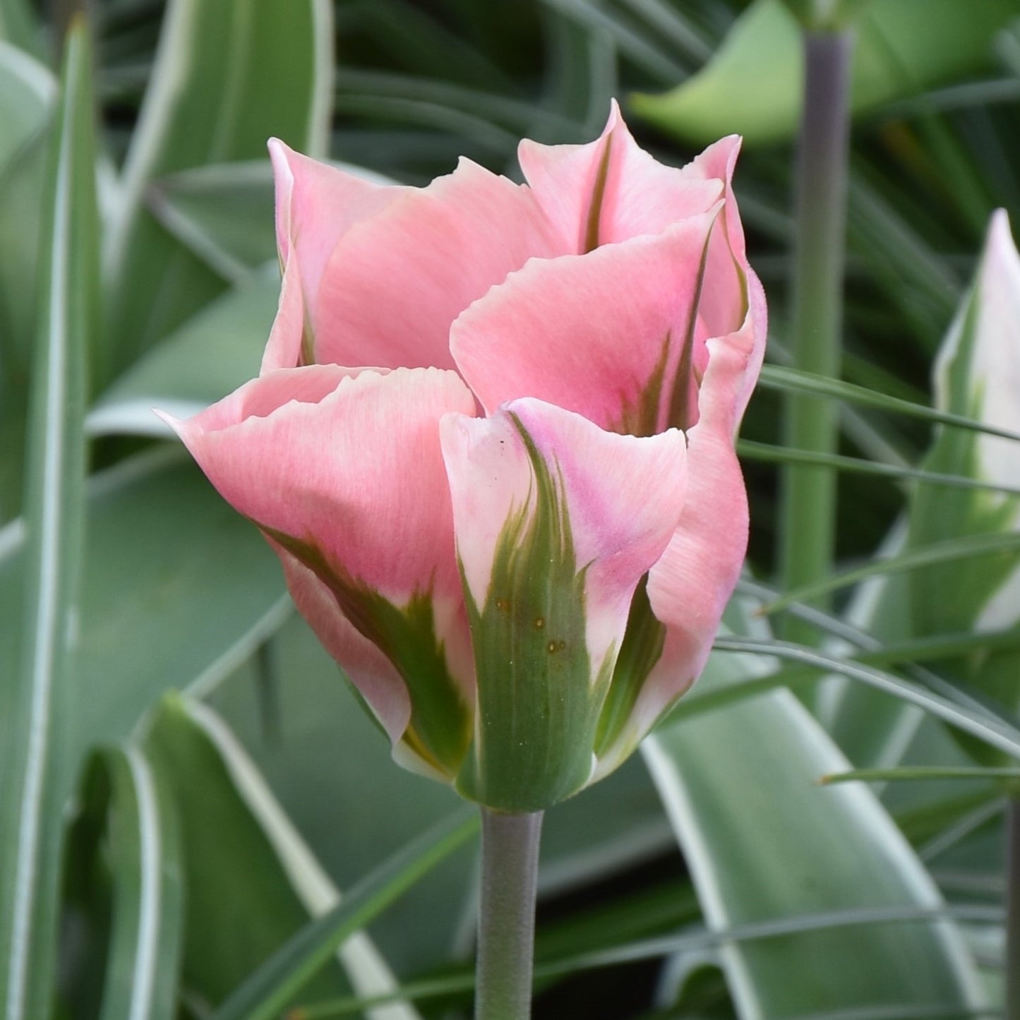 Tulipa China Town