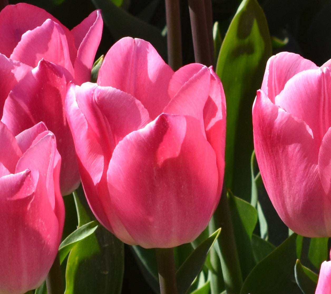 Tulipa Christmas Dream