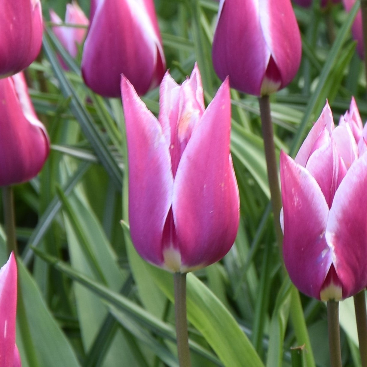 Tulipa Claudia