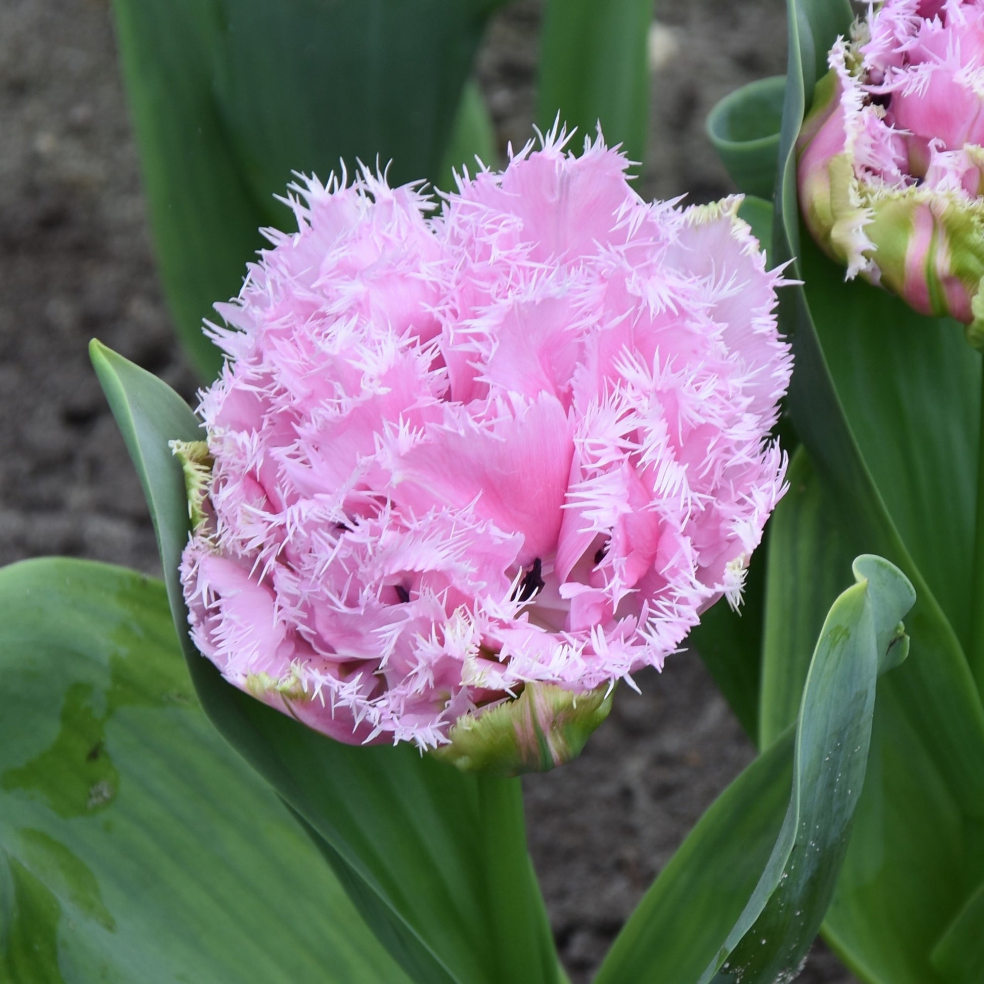 Tulipa Cairns