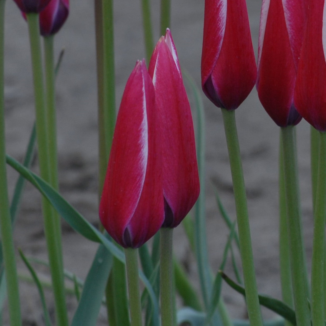 Tulipa clusiana 'Lady Jane'