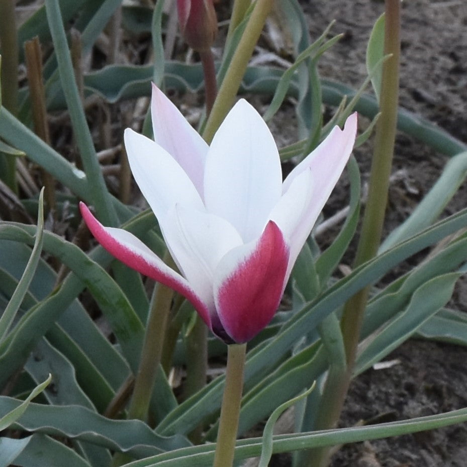 Tulipa clusiana 'Peppermint Stick'