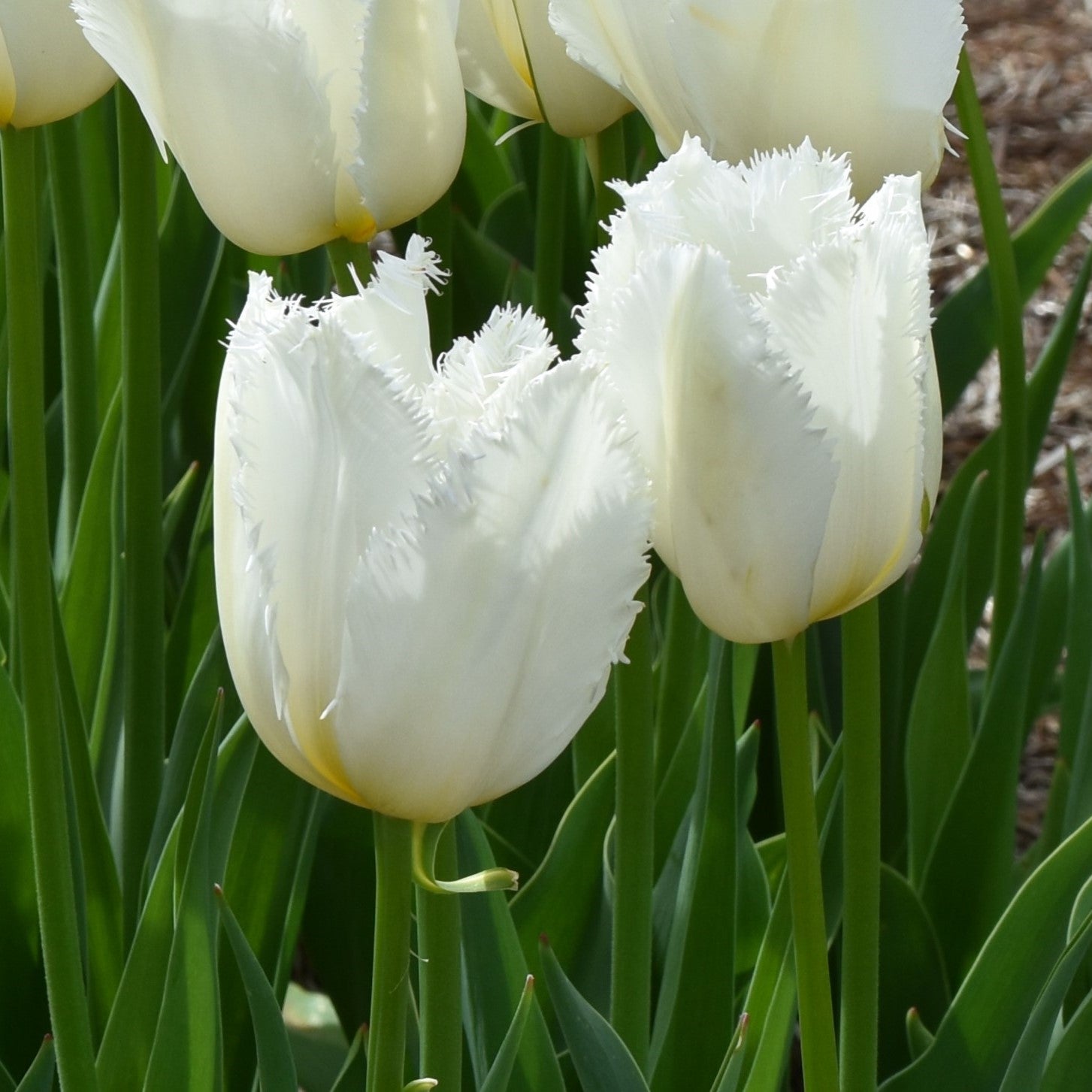 Tulipa Cricko