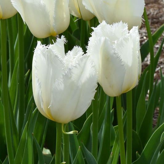 Tulipa Cricko