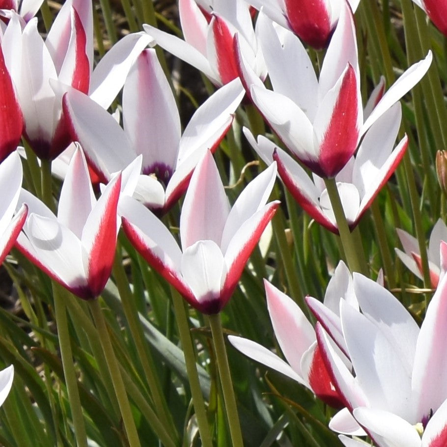 Tulipa clusiana (True species)