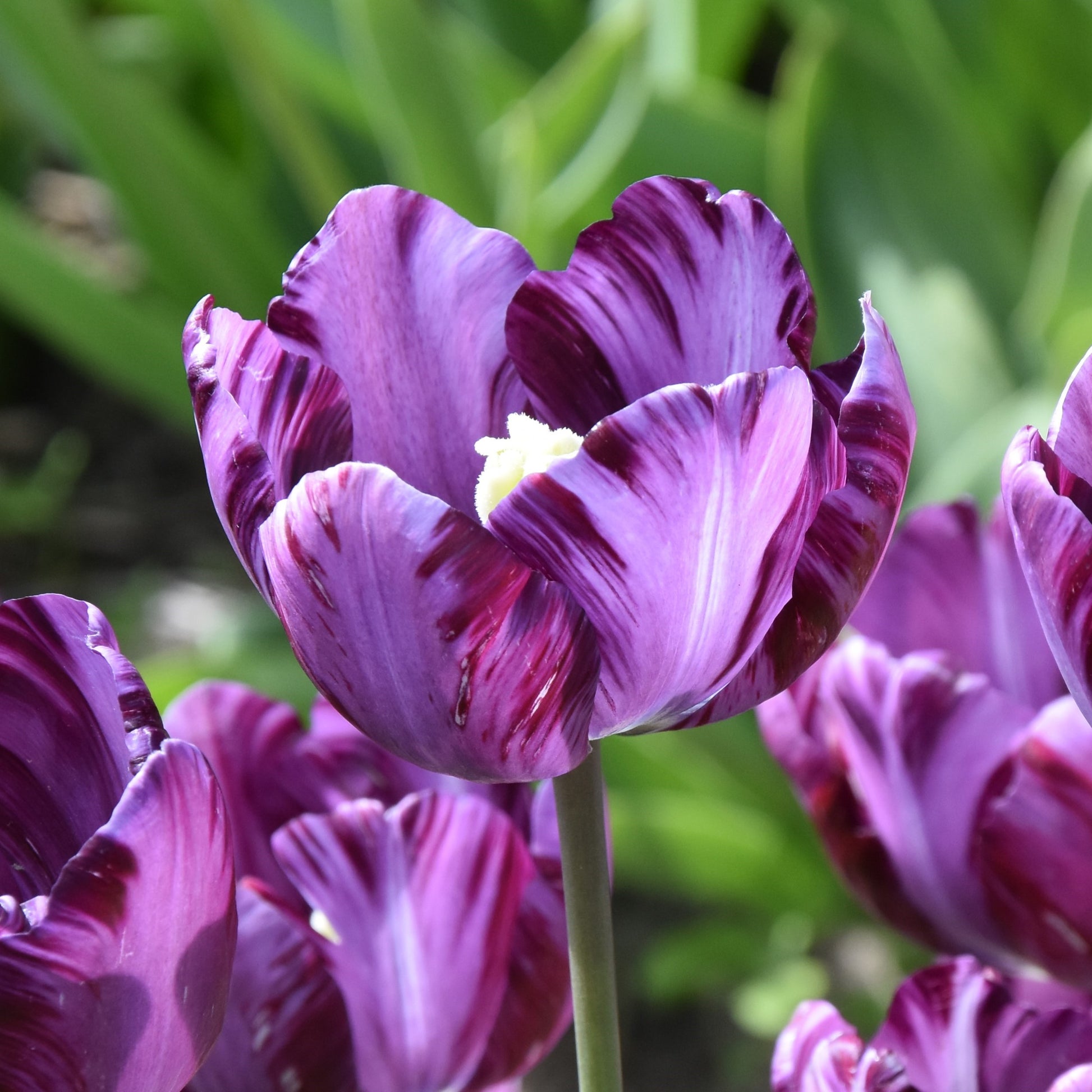 Tulipa Columbine