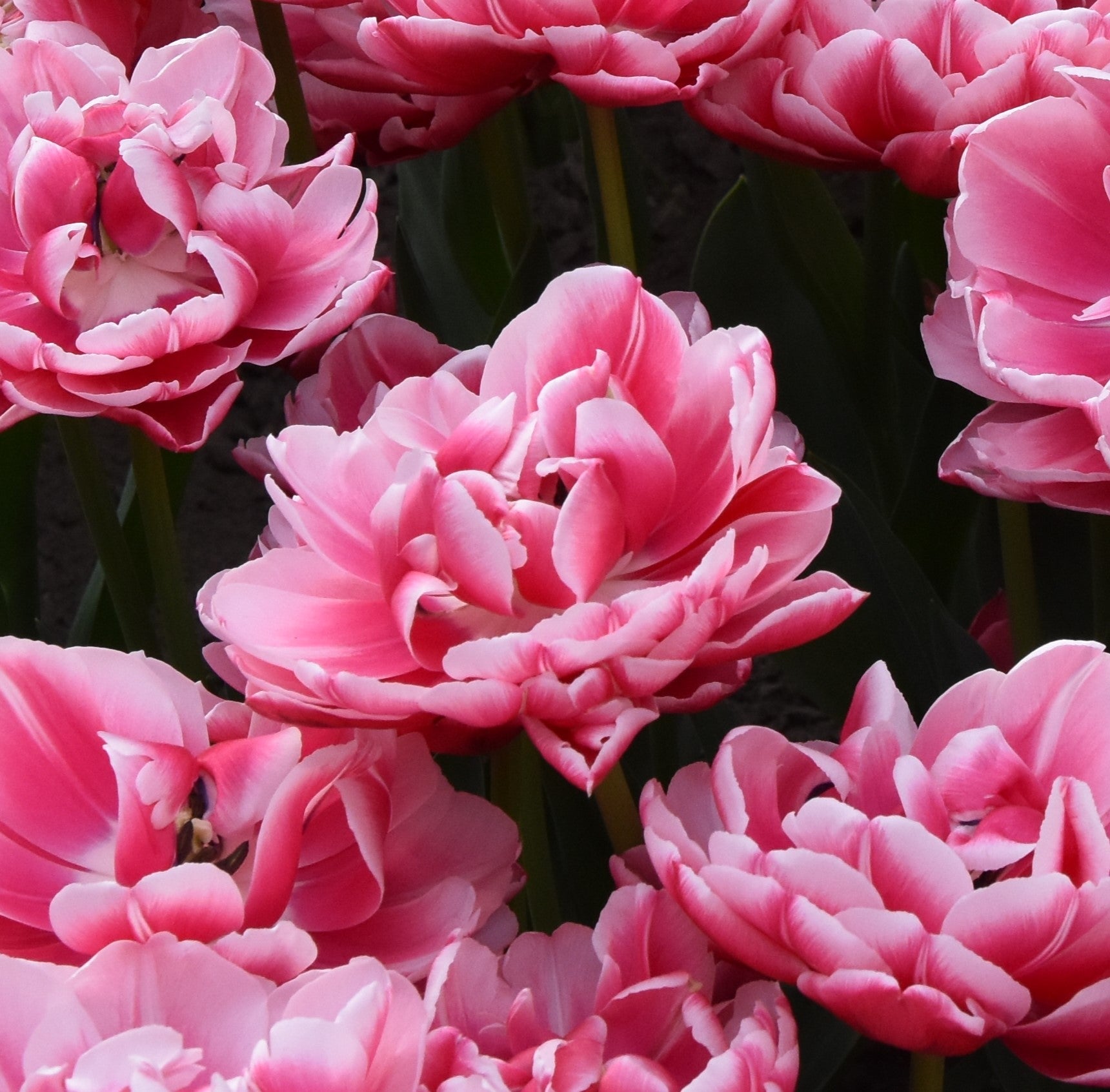 Tulipa Columbus