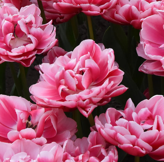 Tulipa Columbus