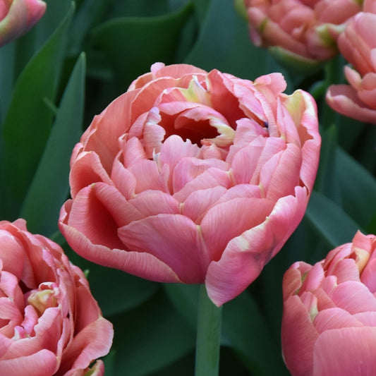Tulipa Copper Image