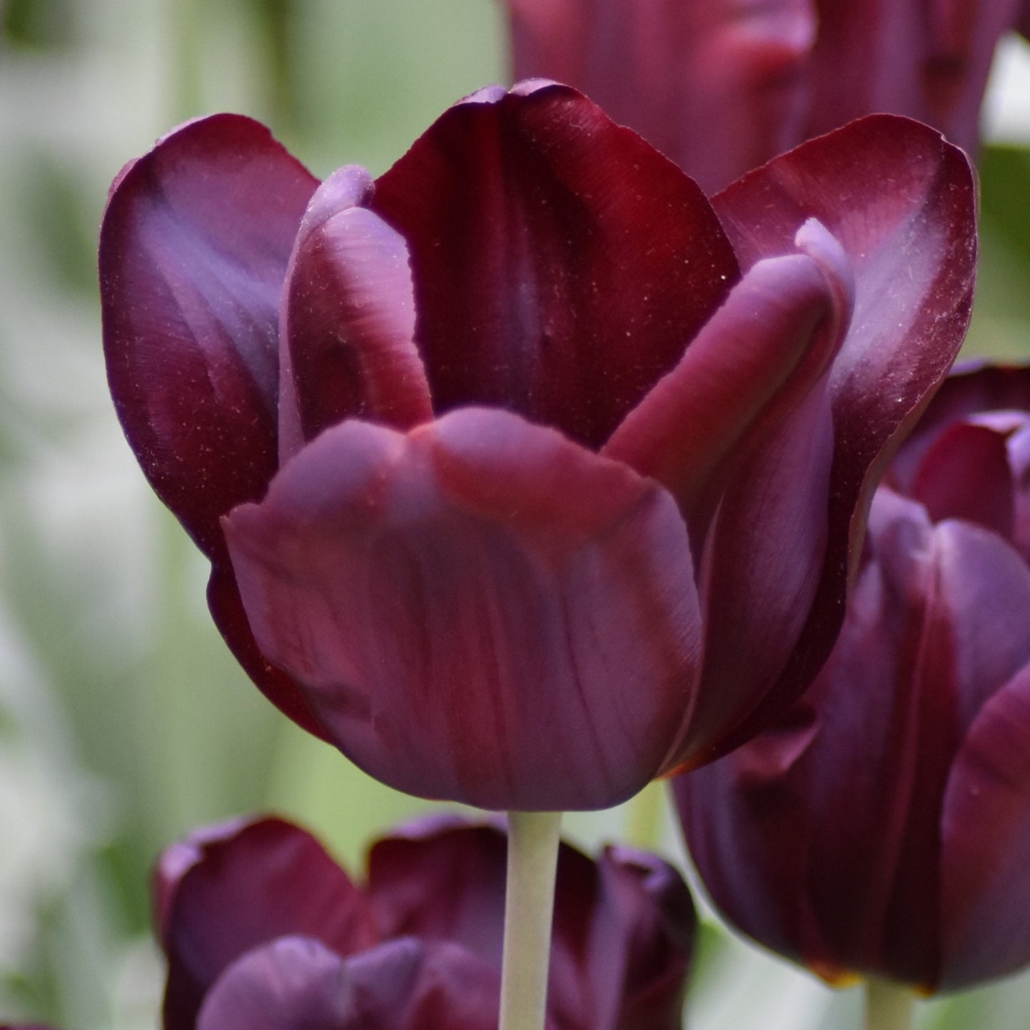 Tulipa Continental