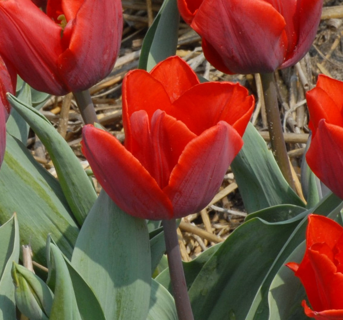 Tulipa Couleur Cardinal