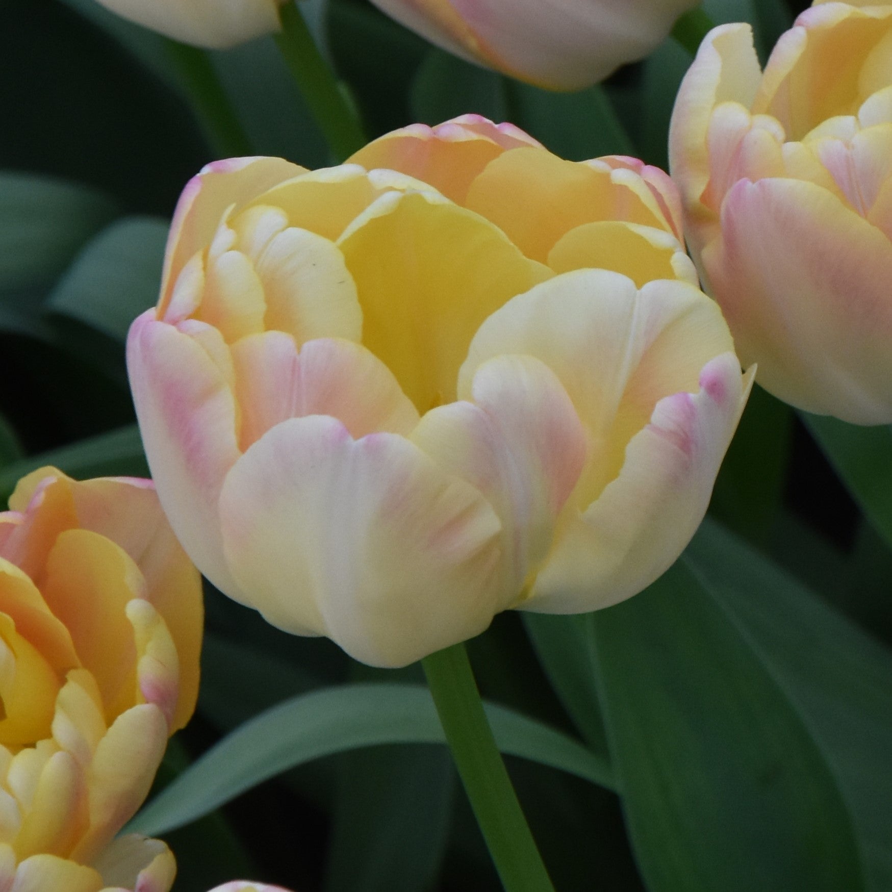 Tulipa Creme Upstar