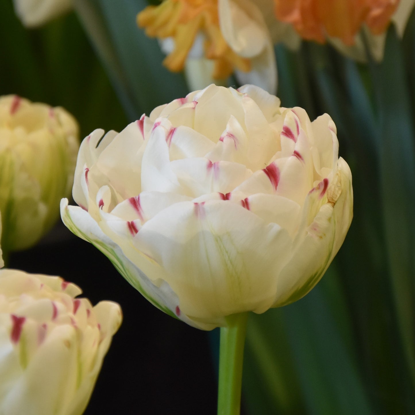 Tulipa Danceline