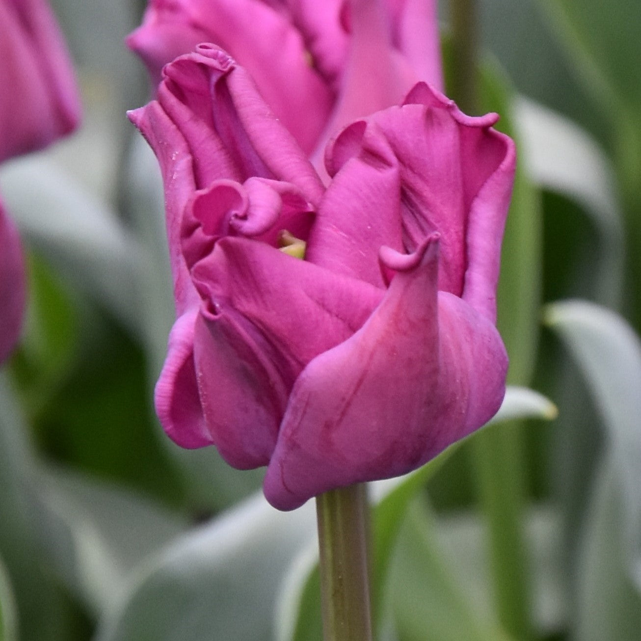 Tulipa Crown of Negrita