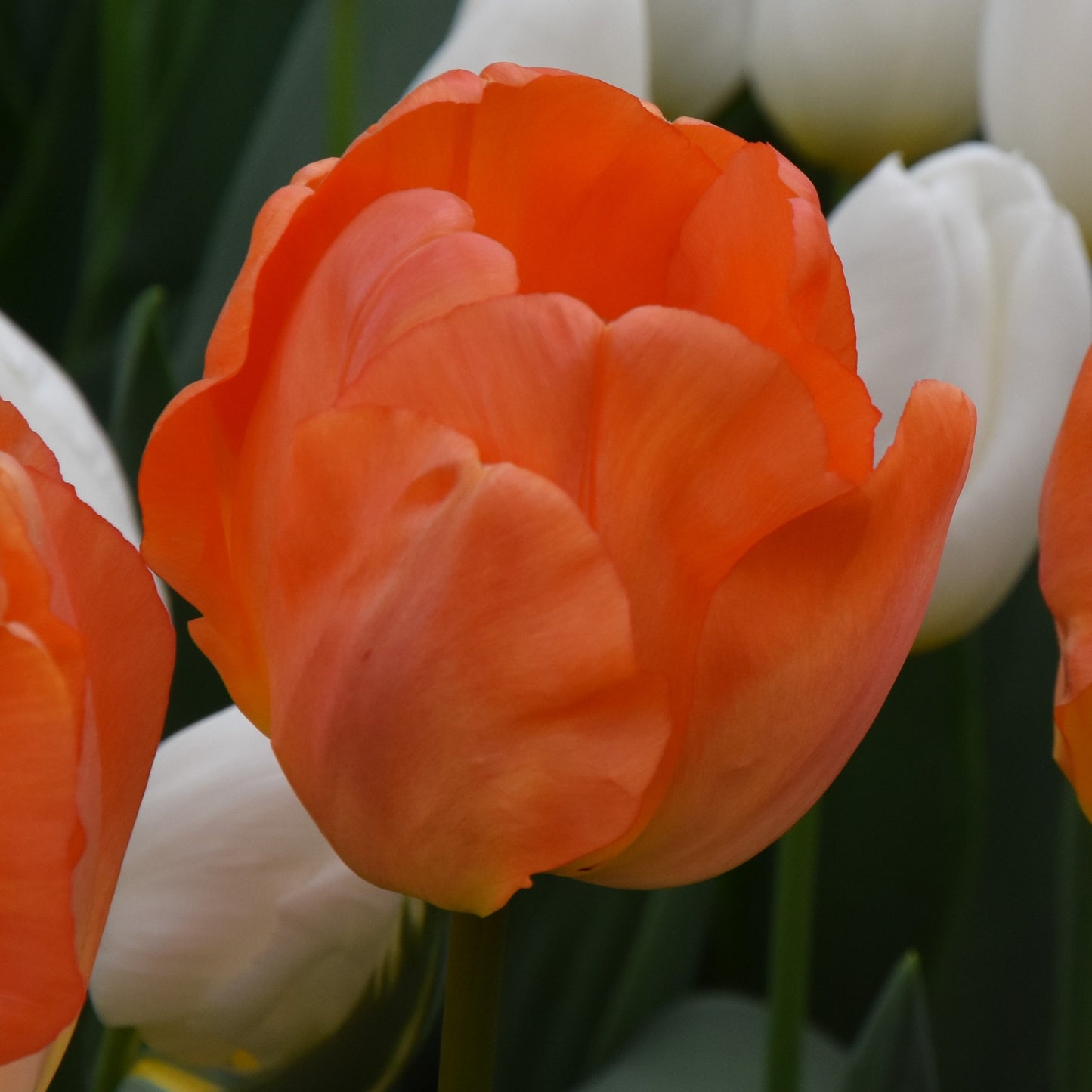 Tulipa Daydream