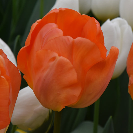 Tulipa Daydream