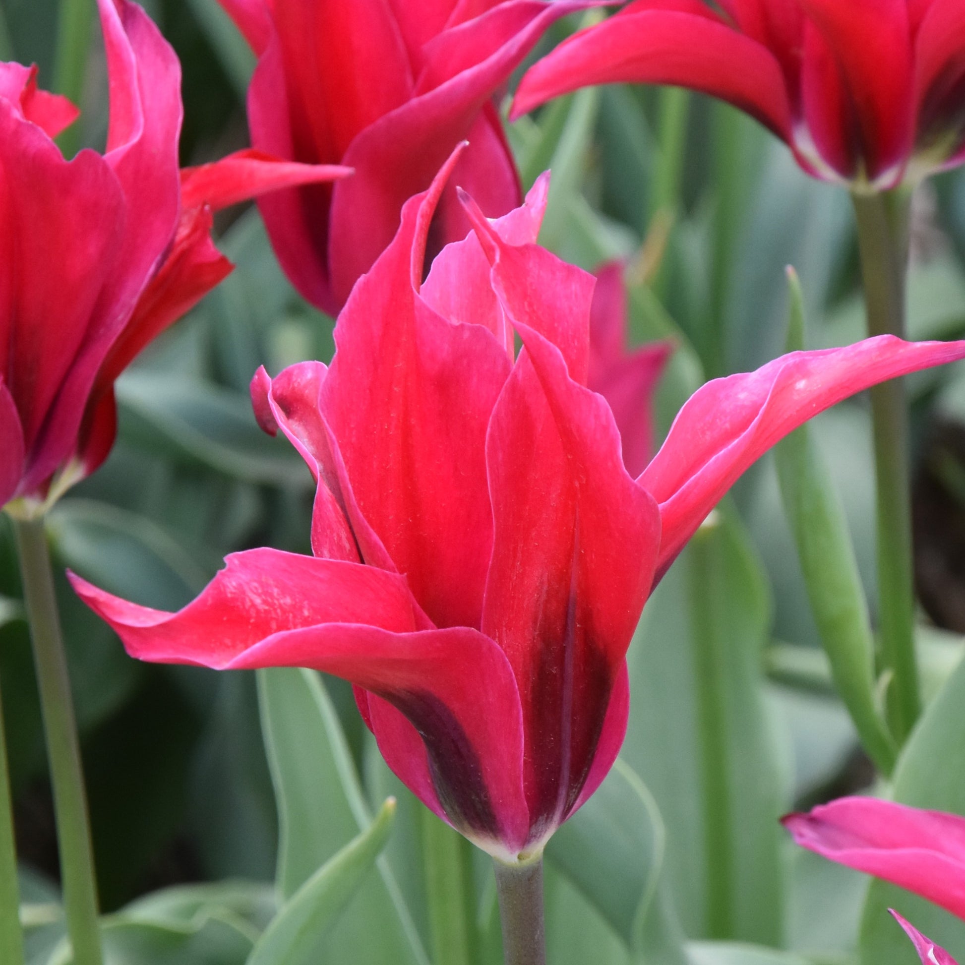 Tulipa Doll’s Minuet