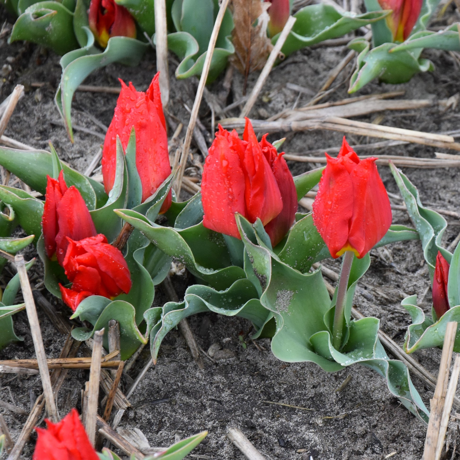 Tulipa Max Cramoisi