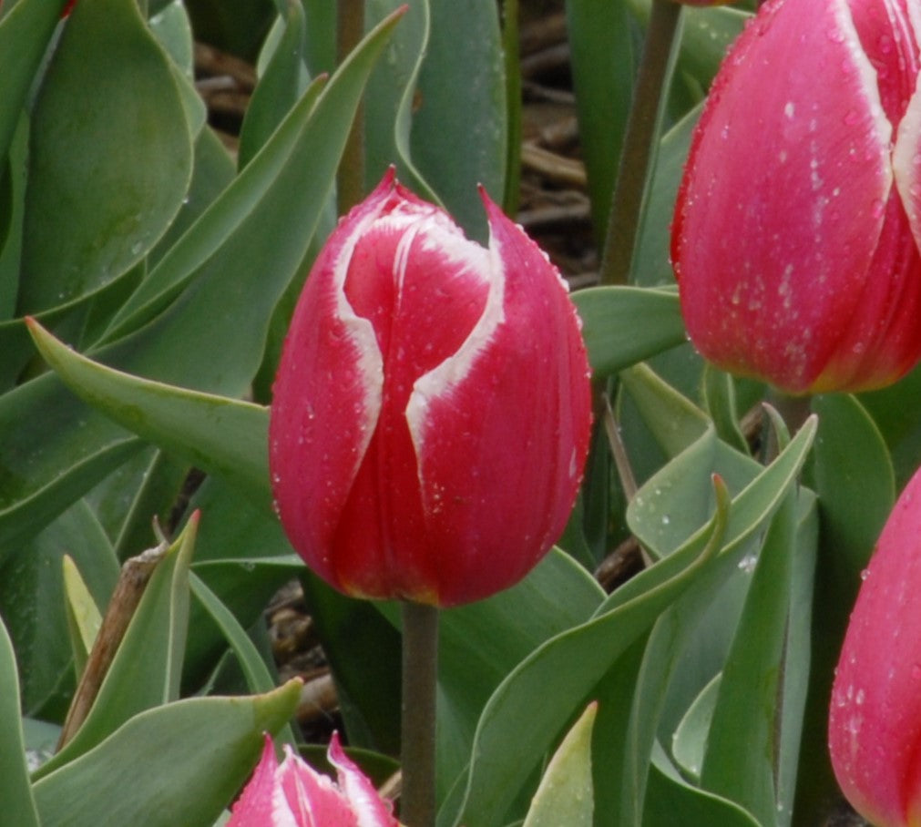 Tulipa Red and White