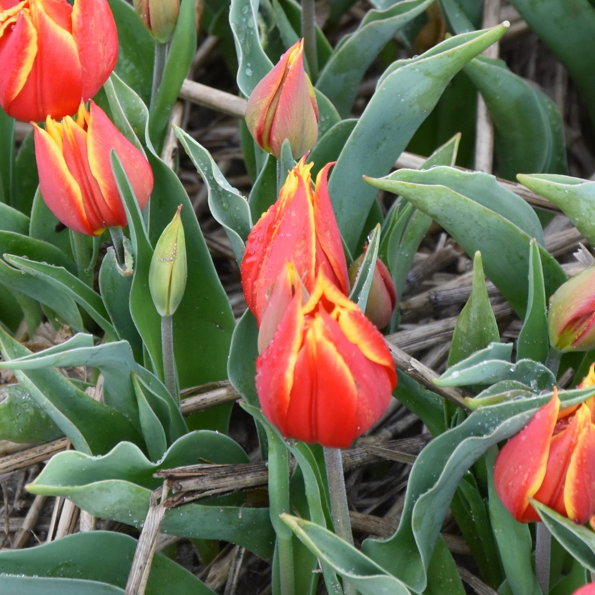 Tulipa Red and Yellow