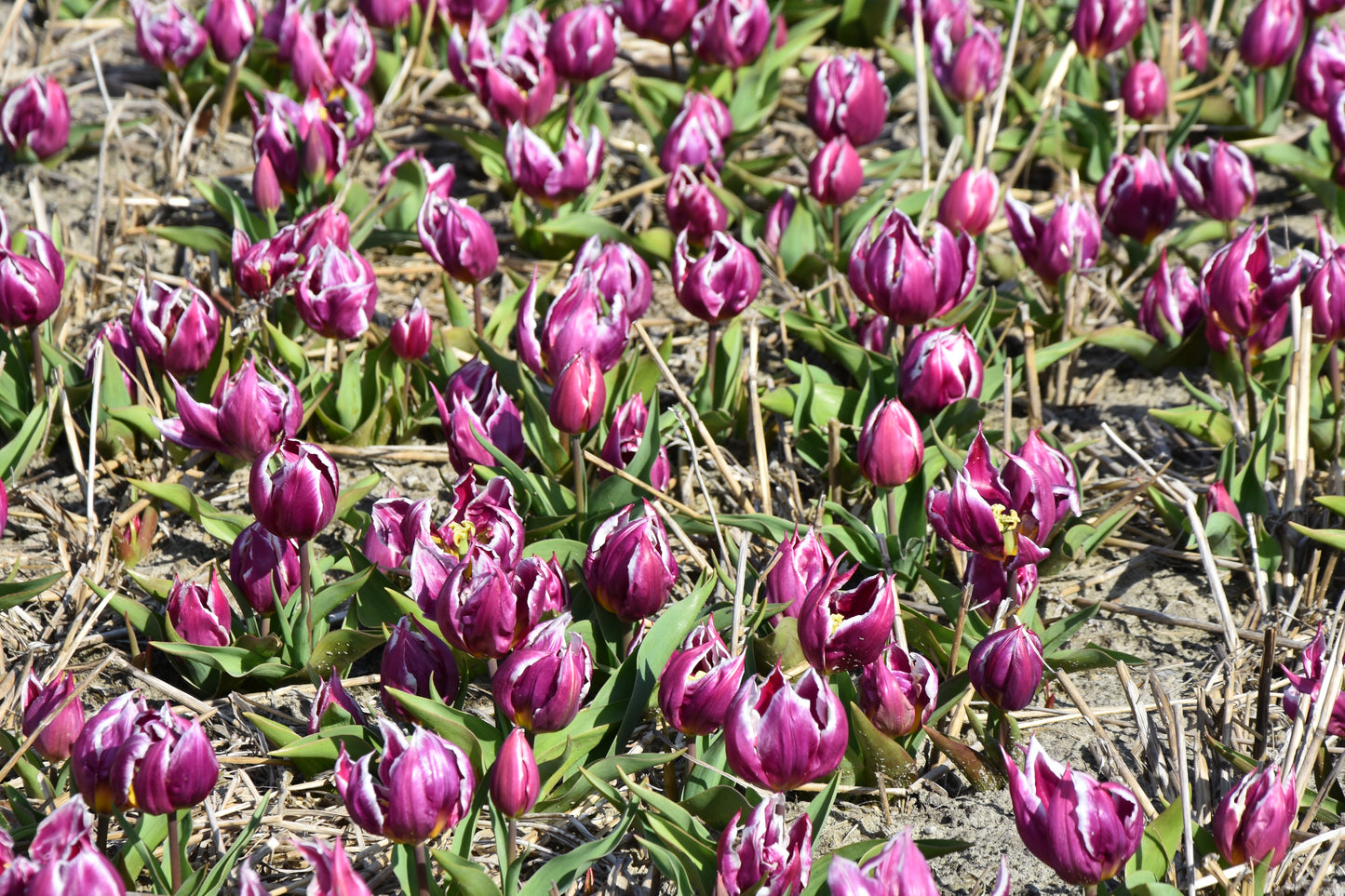 Tulipa Violet