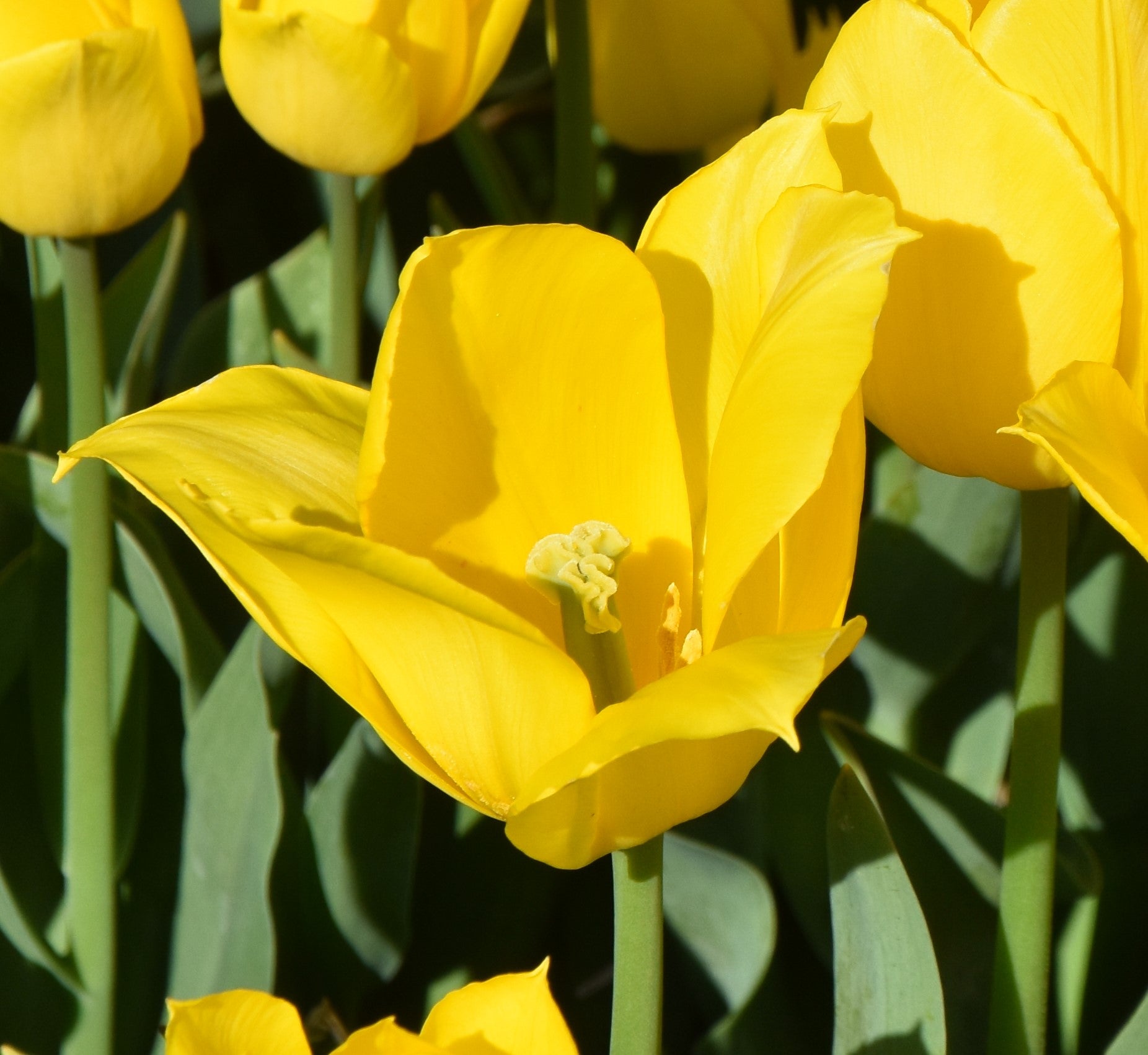 Tulipa Yellow