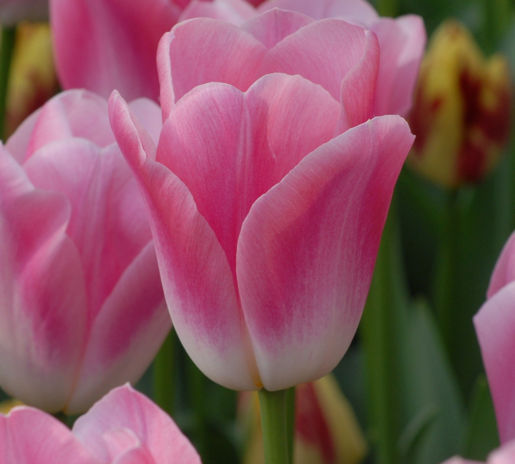 Tulipa Dynasty