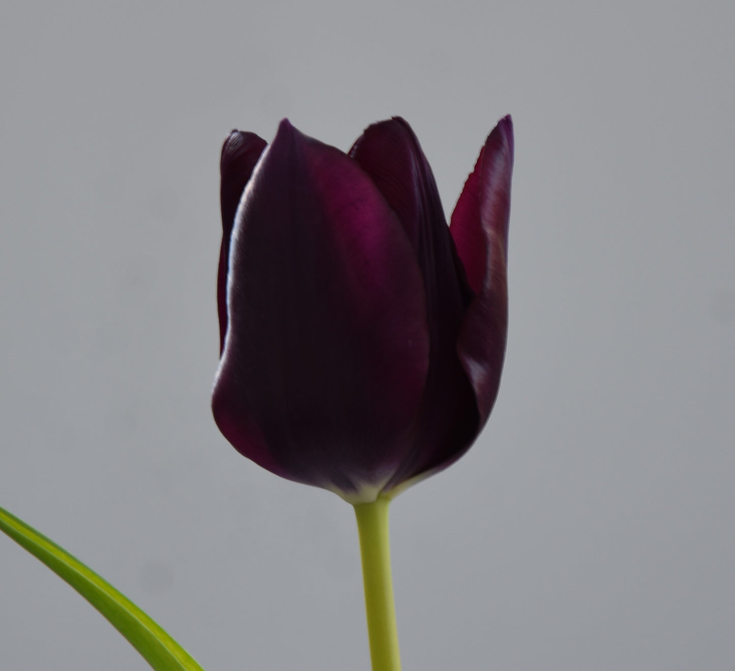 Tulipa Eduard Pelger