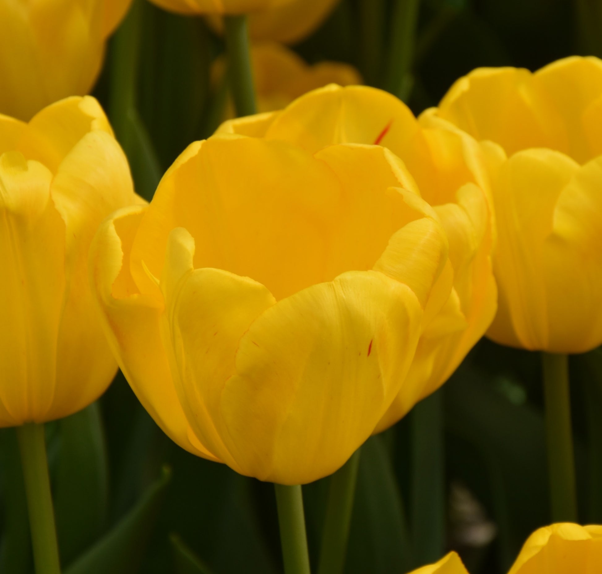 Tulipa El Dorado