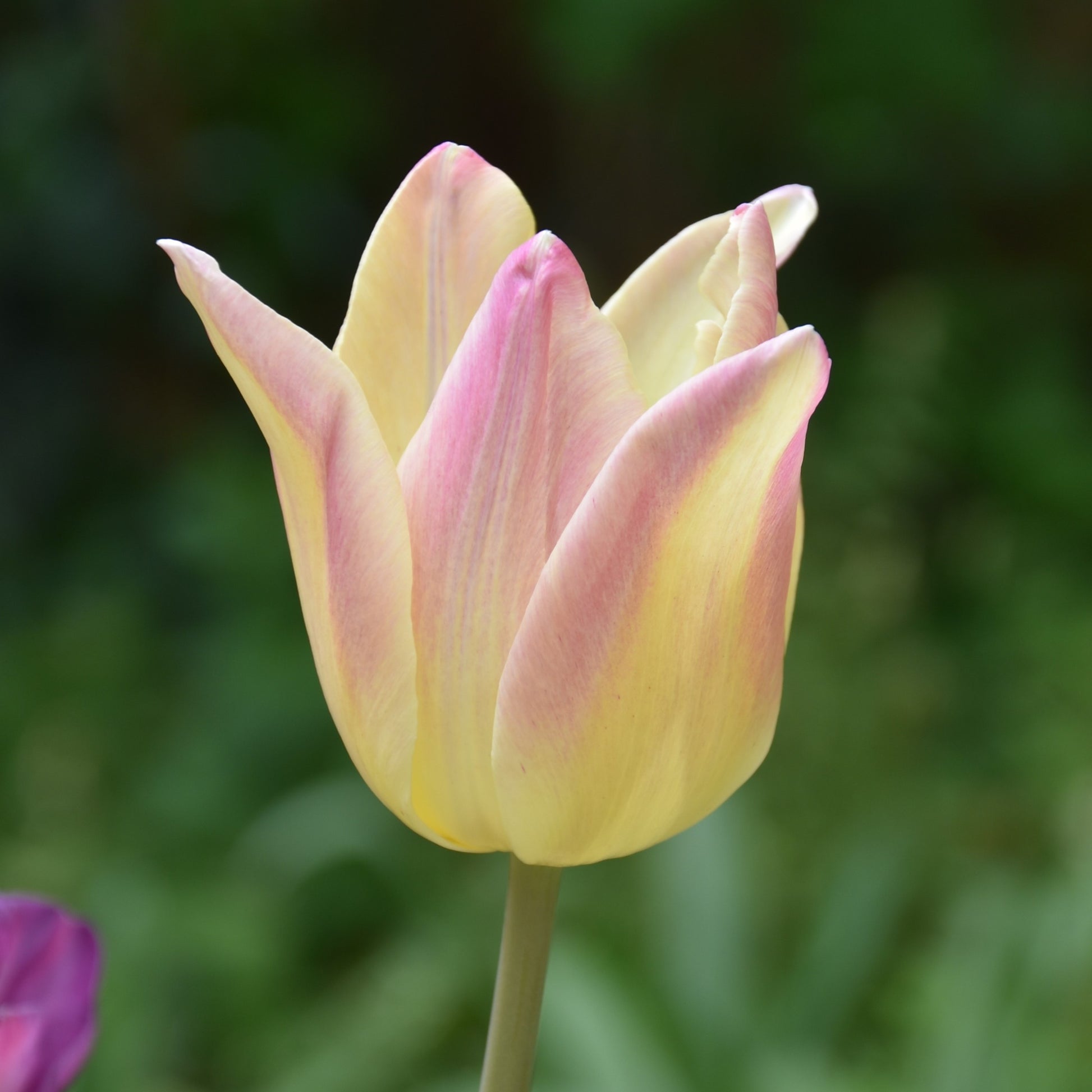 Tulipa Elegant Lady
