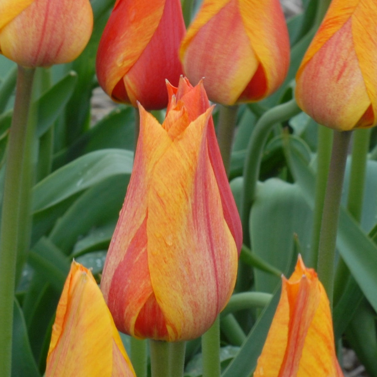 Tulipa El Nino
