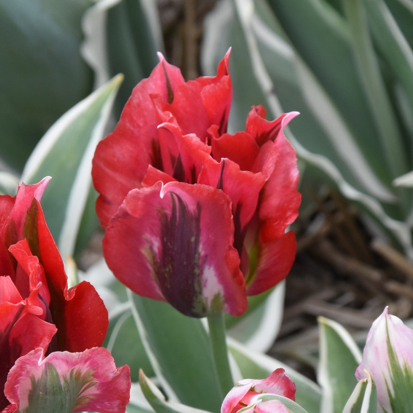 Tulipa Esperanto