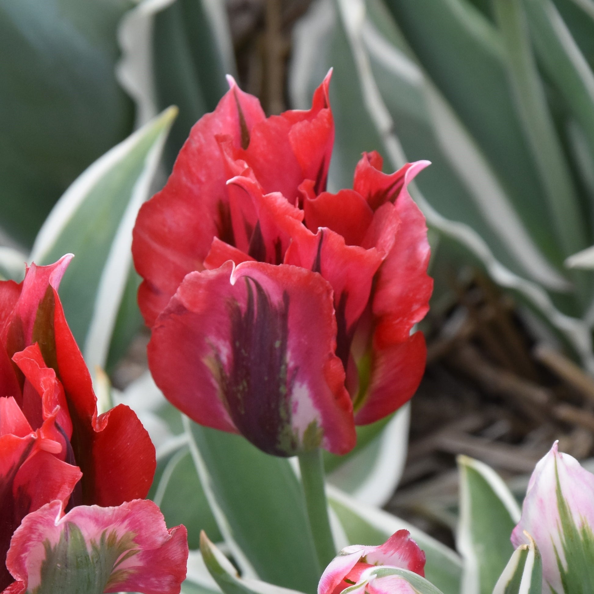 Tulipa Esperanto