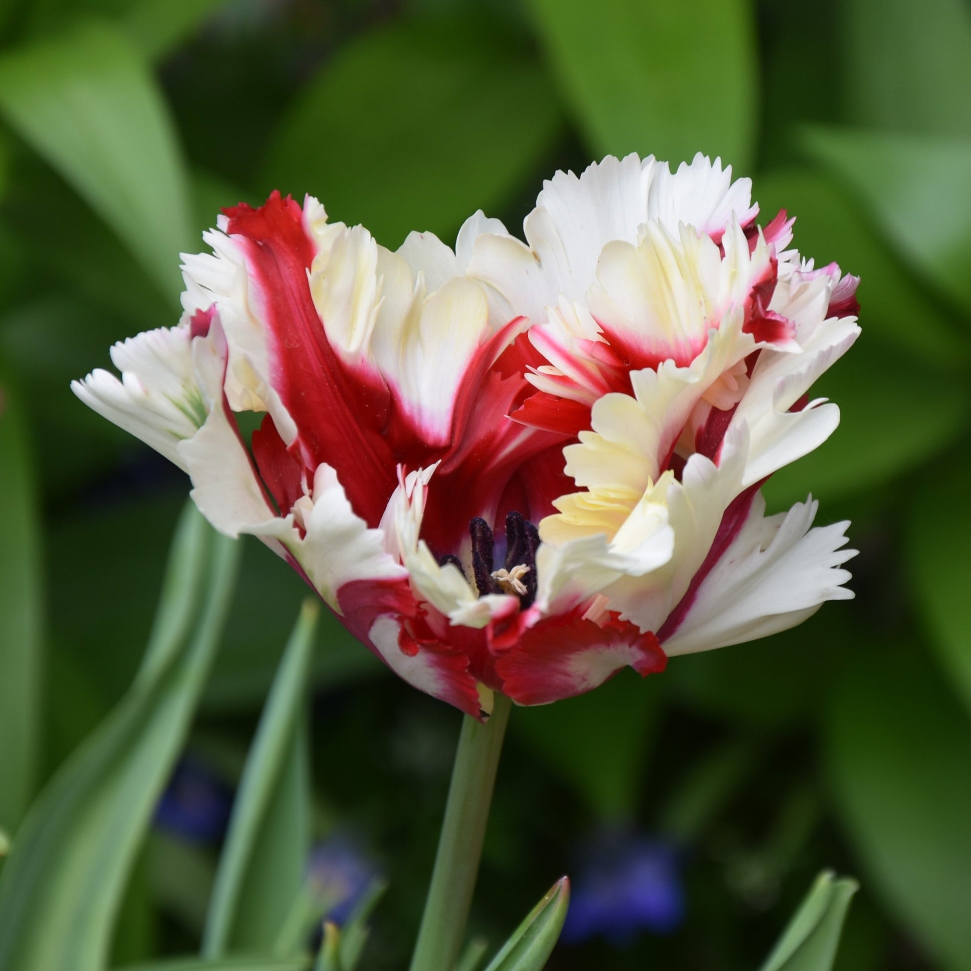 Tulipa Estella Rijnveld