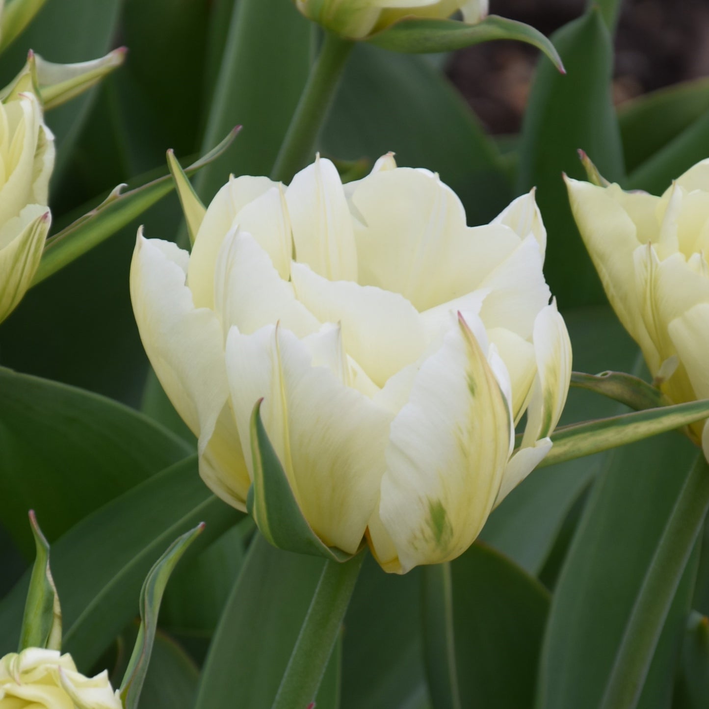 Tulipa Exotic Emperor