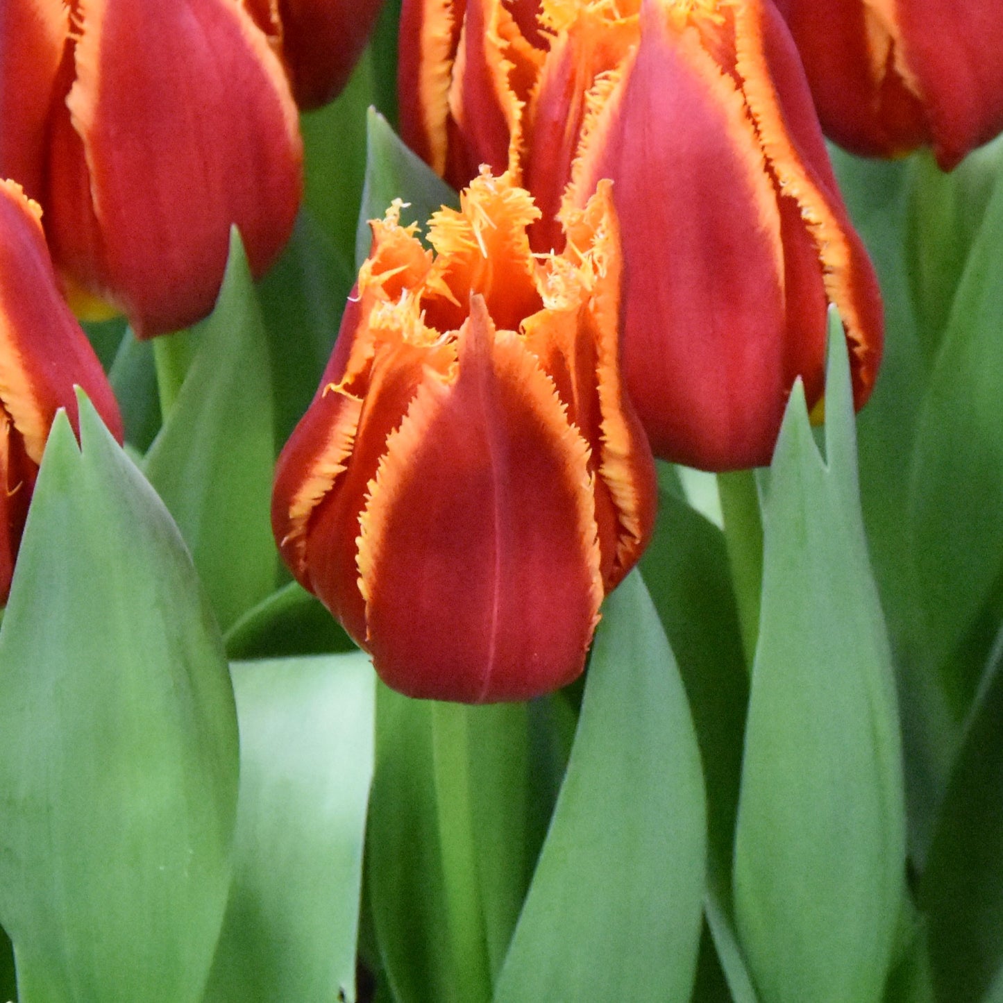 Tulipa Fabio