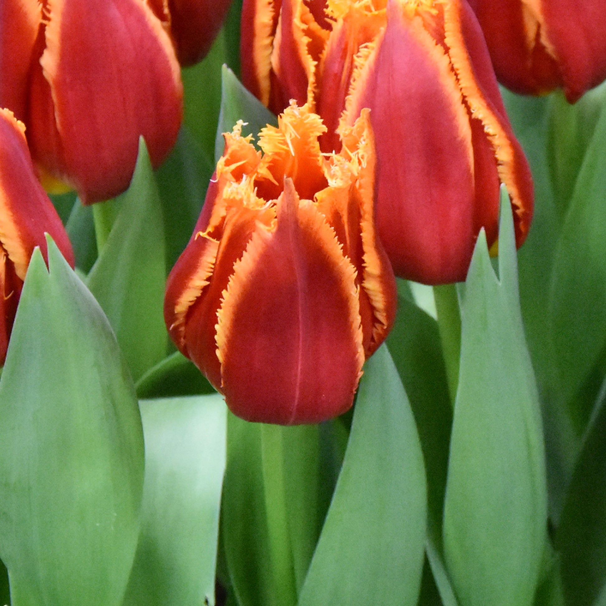 Tulipa Fabio