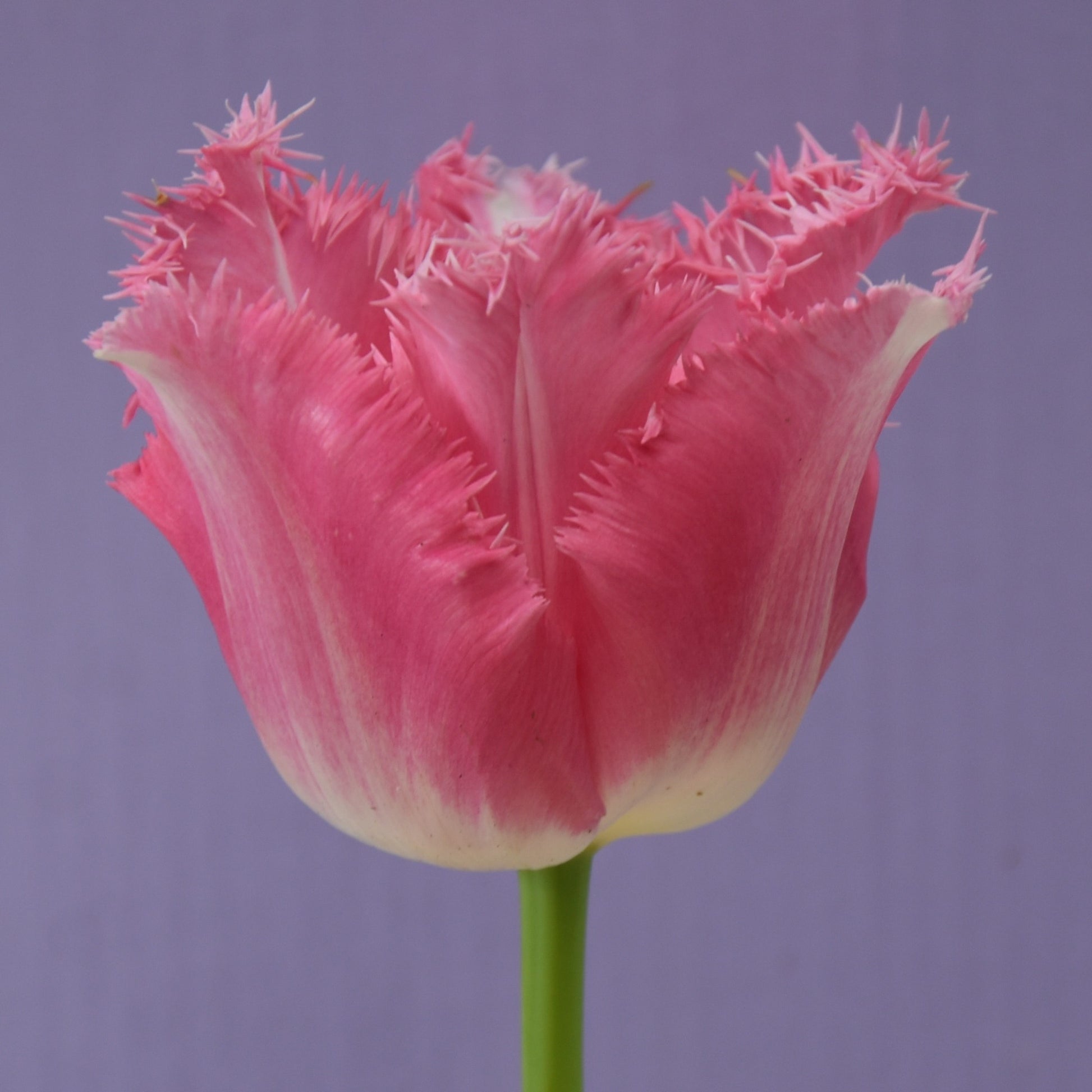 Tulipa Fancy Frills