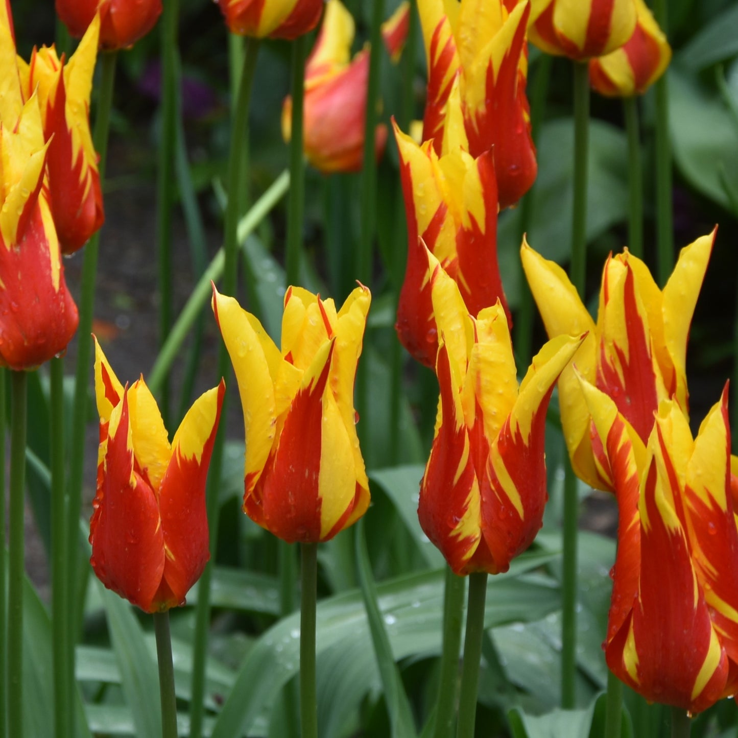 Tulipa Fire Wings