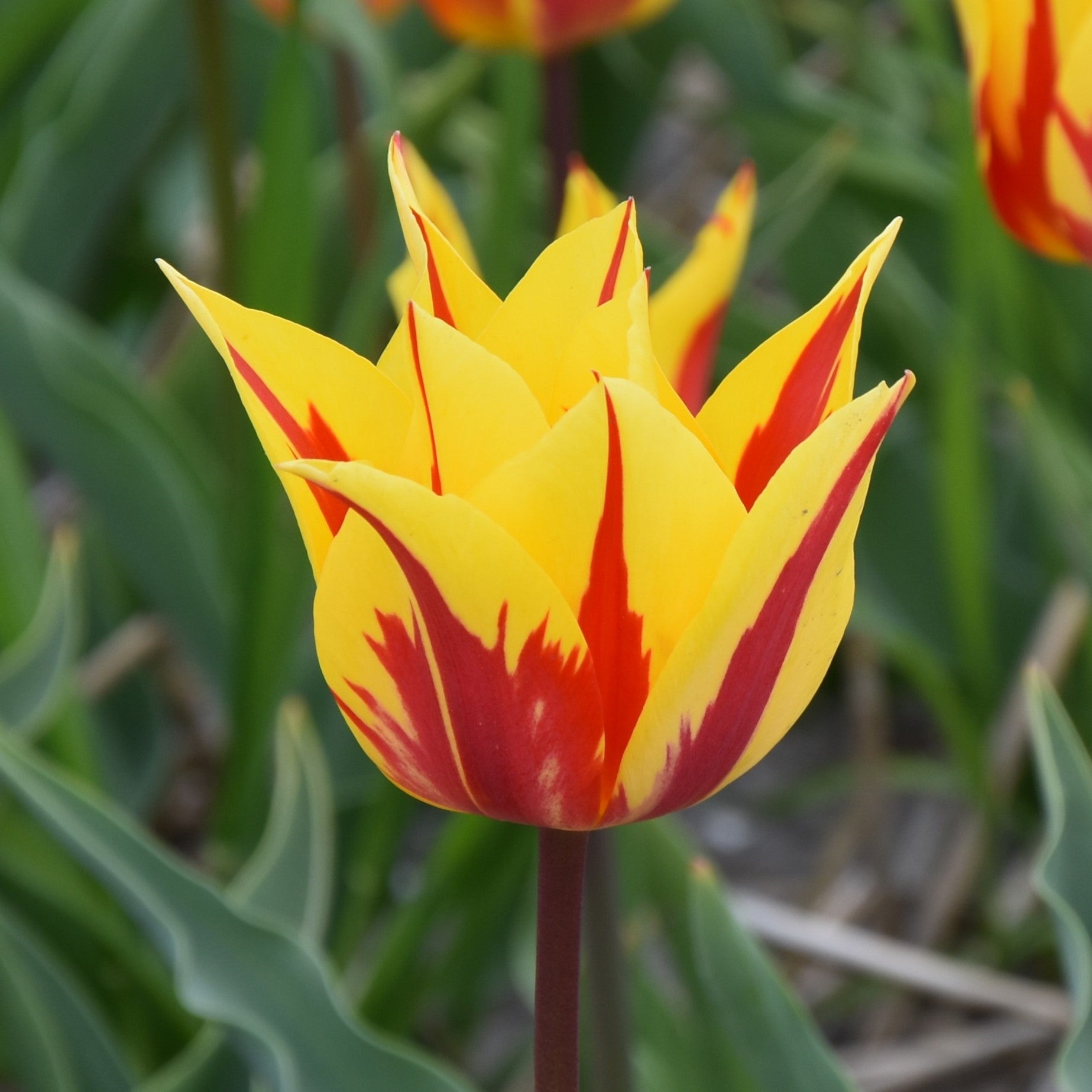 Tulipa Firework